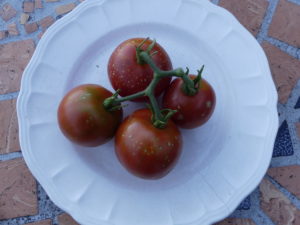tomate bio précoce de Quimper