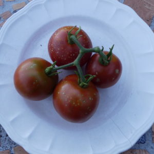 tomate bio précoce de Quimper