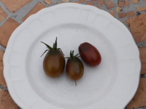tomate cerise prune noir bio