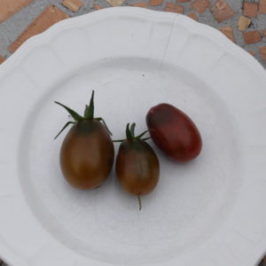 tomate cerise prune noir bio