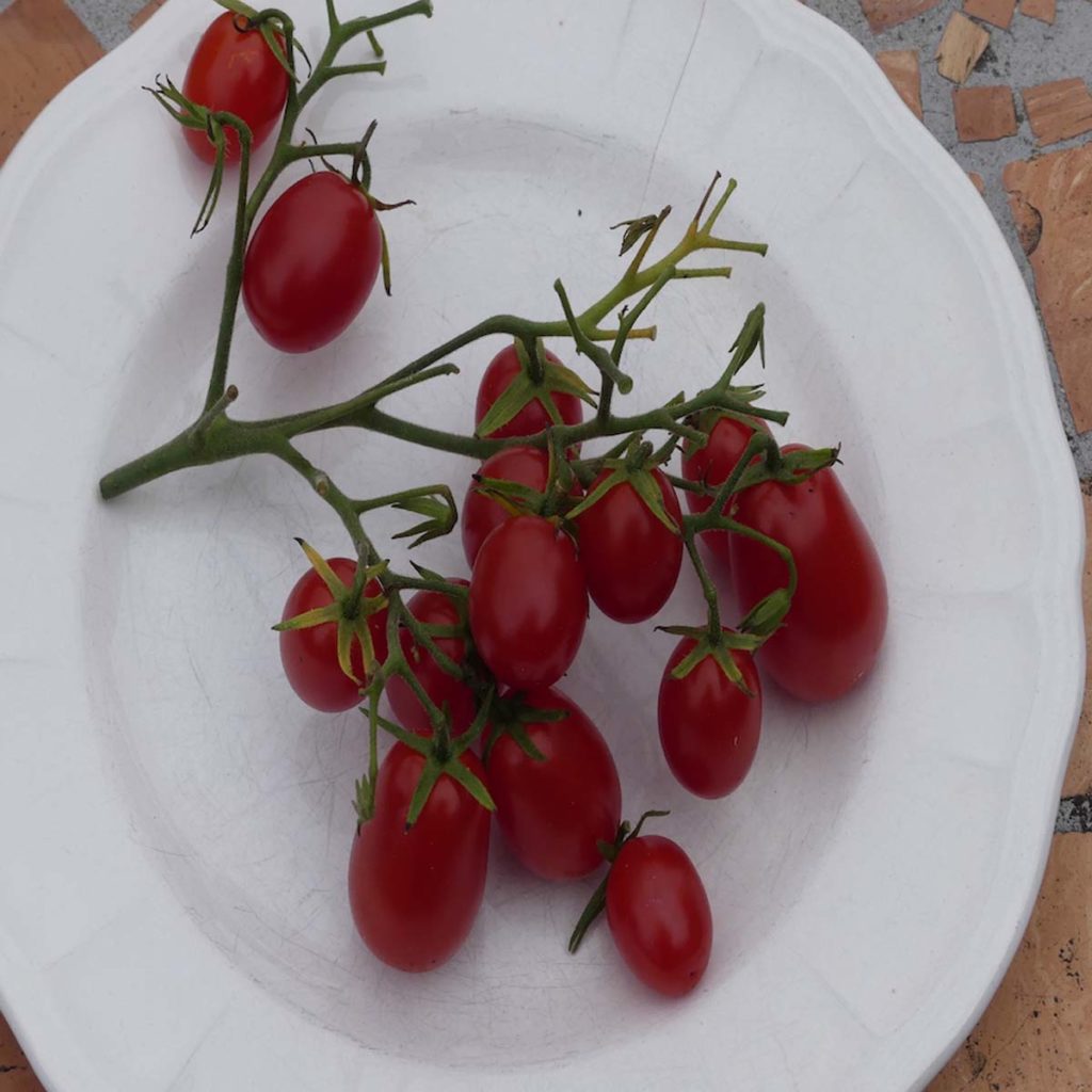 tomateraisinovale900 Les Jardins d'Ollivier