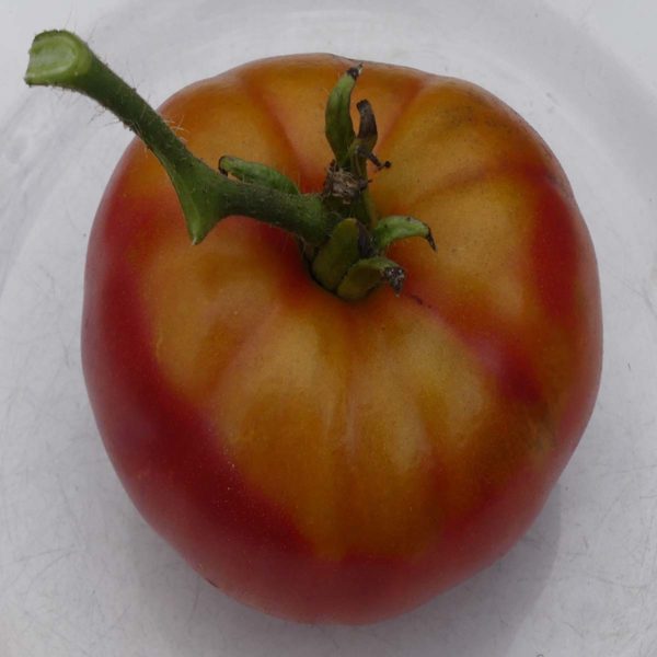 tomates bio reine des hatives