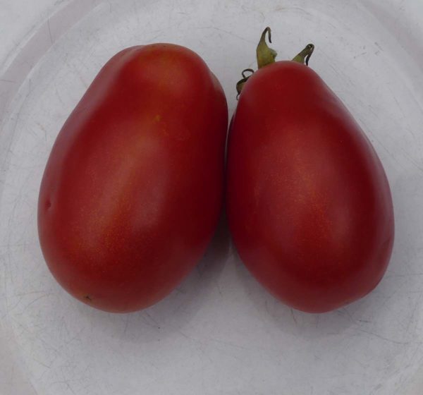 tomate bio roma
