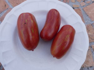 tomate romaine mouchetee