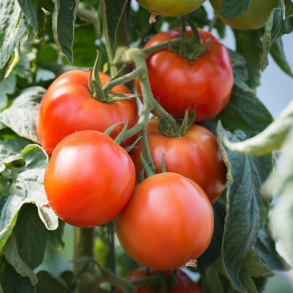 tomate bio saint pierre