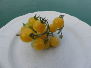 tomate nain et cerise bio yellow dawrf