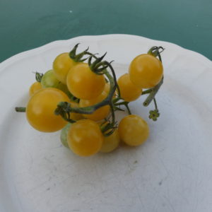 tomate nain et cerise bio yellow dawrf