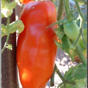 voici la tomate ondine cornue bio ou cornue des Andes