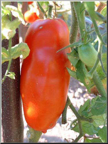 voici la tomate ondine cornue bio ou cornue des Andes