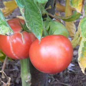 tomate rose de berne bio