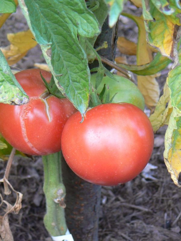 tomate rose de berne bio