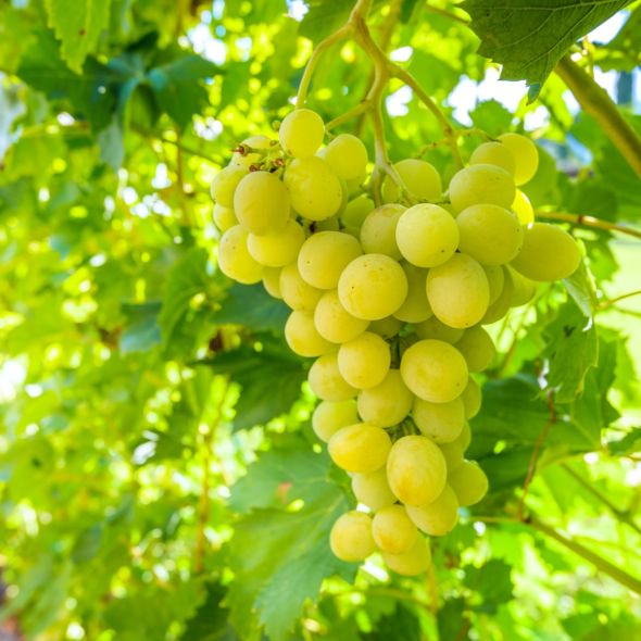 vigne exalta bio raisin blanc