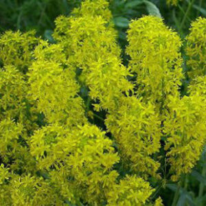 Isatis Tinctoria Bio