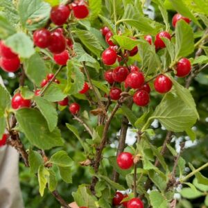 ragouminier bio cerisier de nankin