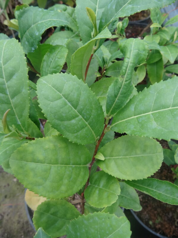 Feuille de theier bio camelia sinensis bio