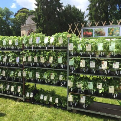 plants de tomates anciennes bio Essonnes (91)