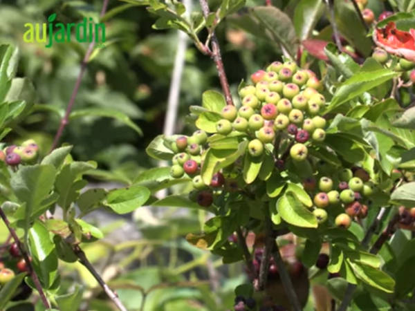 Vidéo sur les fruitiers sauvages bio